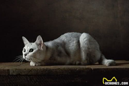 世界上最贵的猫，第七没有尾巴，第一高达13万