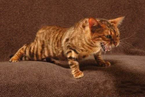 世界上最贵的猫，第七没有尾巴，第一高达13万