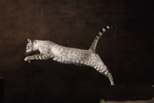 世界上最贵的猫，第七没有尾巴，第一高达13万