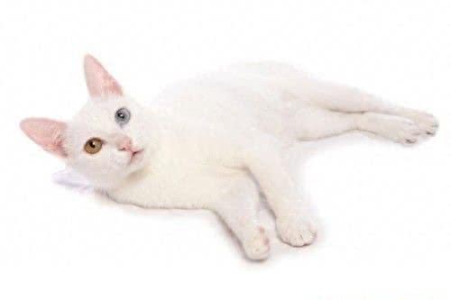 世界上最贵的猫，第七没有尾巴，第一高达13万