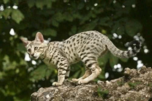 世界上最贵的猫，第七没有尾巴，第一高达13万