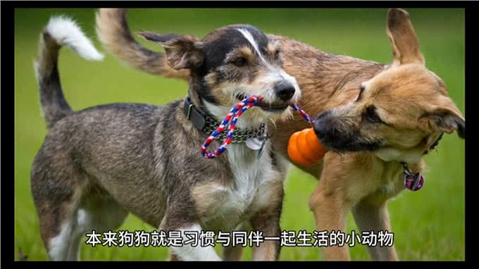 狗狗课堂22:狗狗为什么不喜欢独自看家?—狗狗