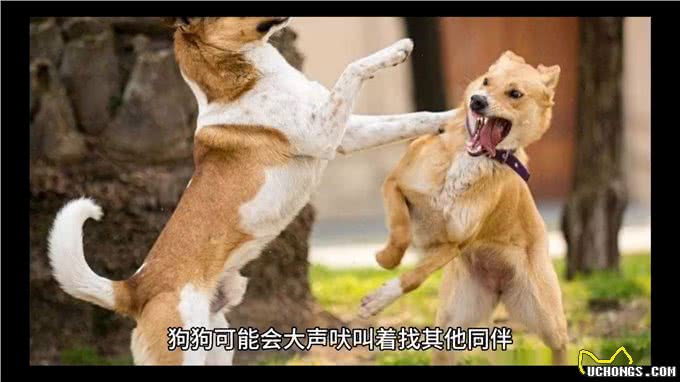 狗狗课堂22:狗狗为什么不喜欢独自看家?—狗狗