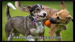 狗狗课堂22:狗狗为什么不喜欢独自看家?—狗狗