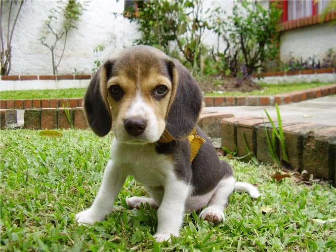 比格犬为什么不建议养?亲人可爱，但跟哈士奇一样精力旺盛