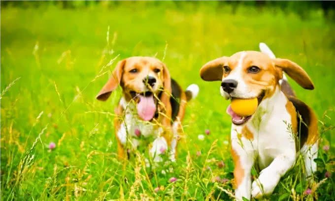 比格犬为什么不建议养?亲人可爱，但跟哈士奇一样精力旺盛