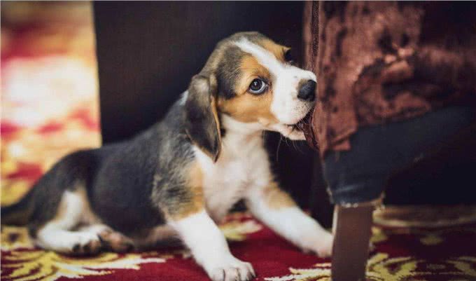 比格犬为什么不建议养?亲人可爱，但跟哈士奇一样精力旺盛