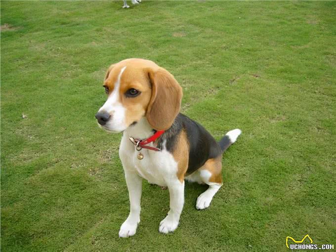 比格犬为什么不建议养?亲人可爱，但跟哈士奇一样精力旺盛