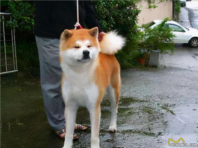 通人性的几种狗，养过以后你会说:真香
