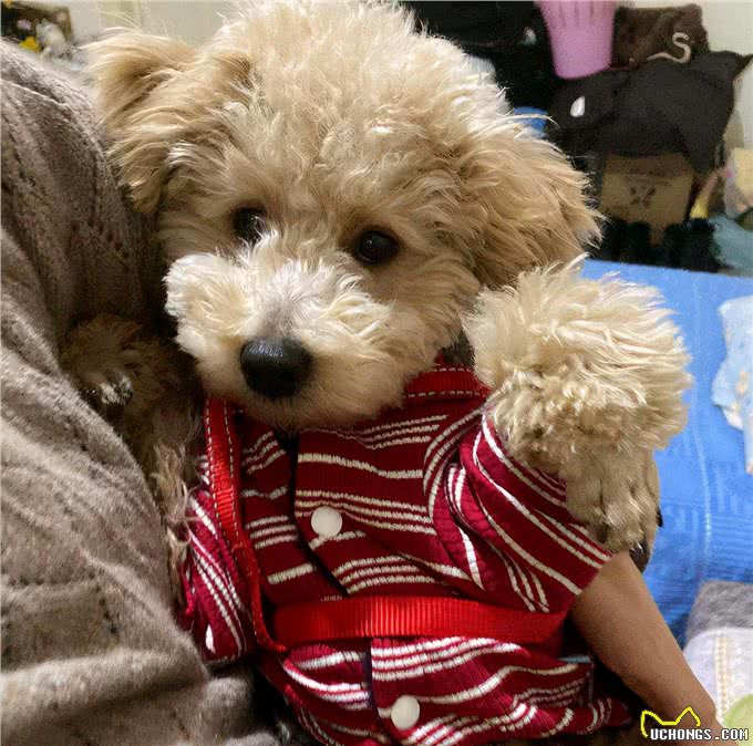 通人性的几种狗，养过以后你会说:真香