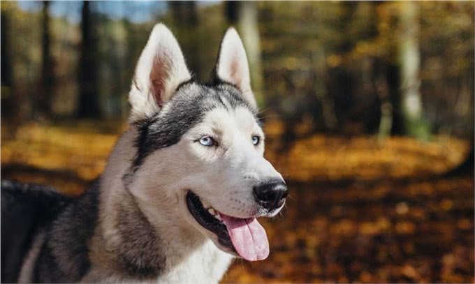 犬的第一大杀手—犬瘟热病毒,预防胜过治疗