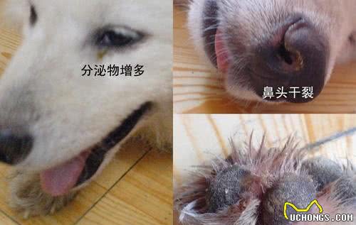 犬的第一大杀手—犬瘟热病毒,预防胜过治疗