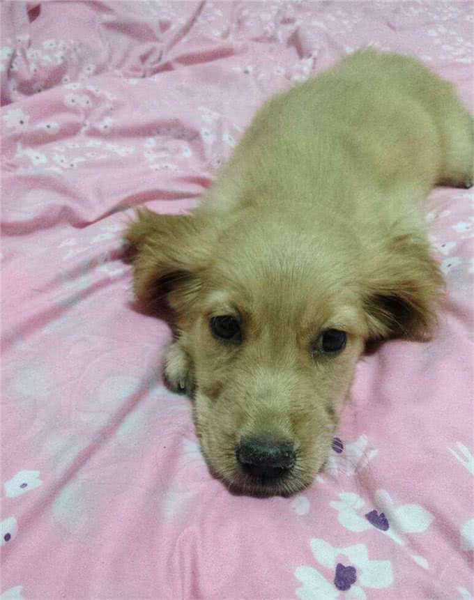 犬的第一大杀手—犬瘟热病毒,预防胜过治疗