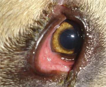 犬的第一大杀手—犬瘟热病毒,预防胜过治疗