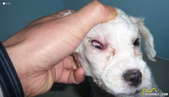 犬的第一大杀手—犬瘟热病毒,预防胜过治疗