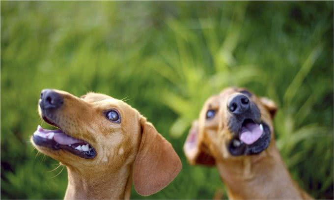 犬的第一大杀手—犬瘟热病毒,预防胜过治疗