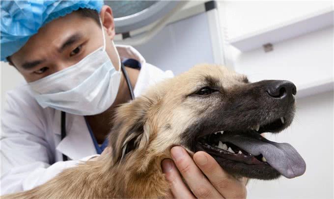 犬的第一大杀手—犬瘟热病毒,预防胜过治疗