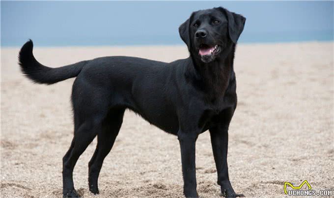 犬的第一大杀手—犬瘟热病毒,预防胜过治疗
