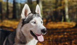 犬的第一大杀手—犬瘟热病毒，预防胜过治疗