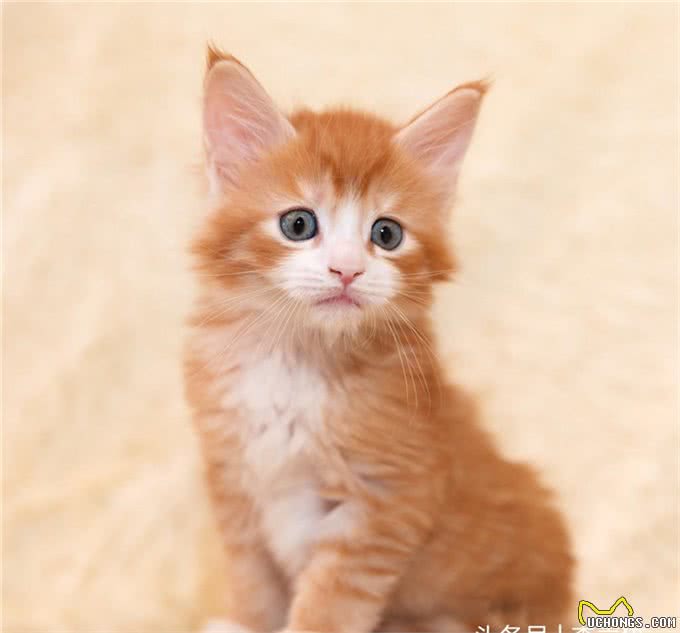 猫咪的品种和性格真的有关吗?只要饲养正确,什么品种都可以黏人