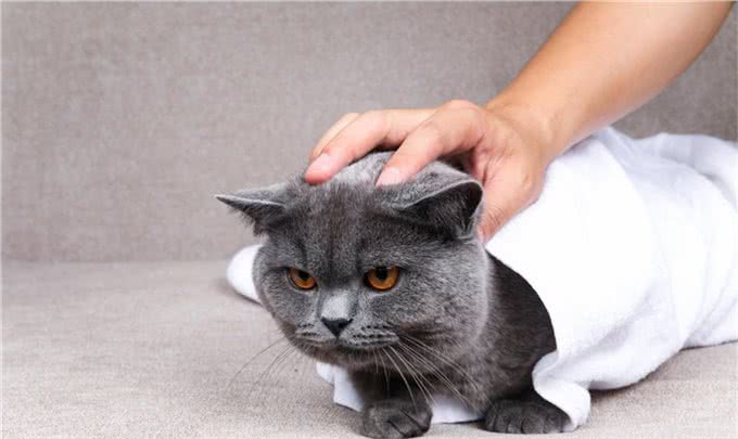 猫咪的品种和性格真的有关吗?只要饲养正确,什么品种都可以黏人