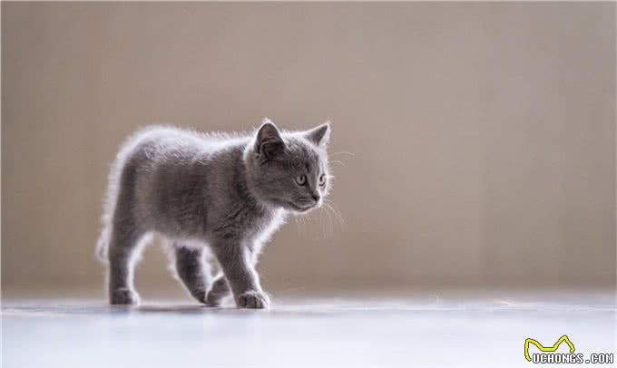 猫咪的品种和性格真的有关吗?只要饲养正确,什么品种都可以黏人