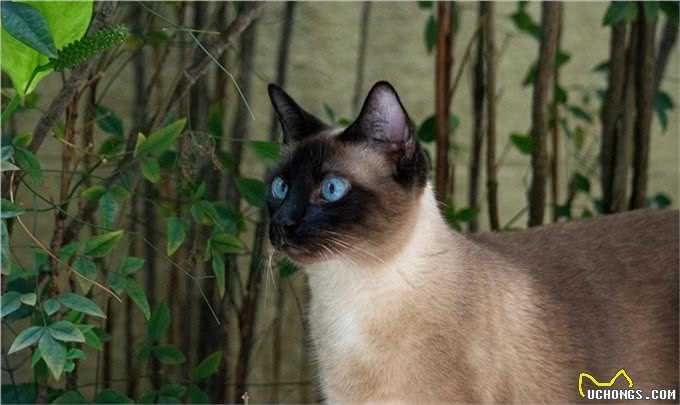 为什么养暹罗猫的人越来越少了?揭秘猫界贵族暹罗猫背后魅力