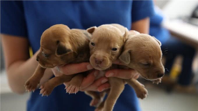 领养了两个月大的狗狗，新手主人该如何处理，幼犬饲养技巧