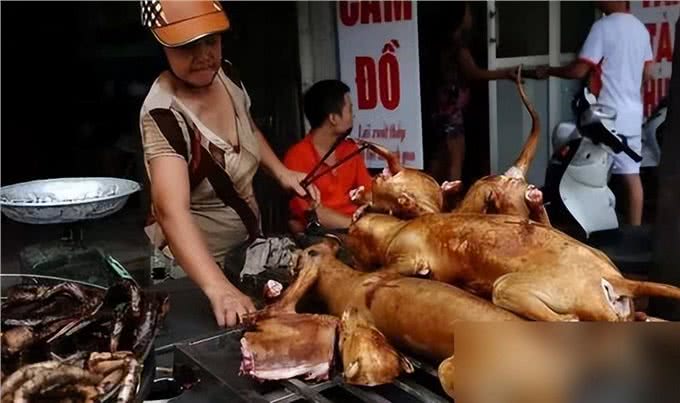 躲过了中国人的筷子，却没躲过越南人的刀子，越南人为何爱吃猫?