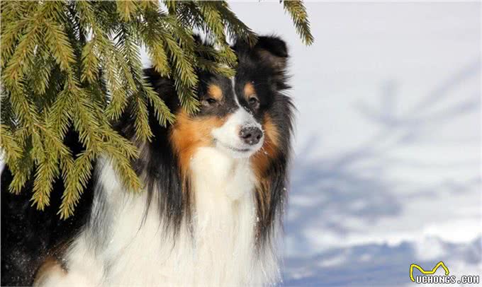 难忘的义犬蒙古獒