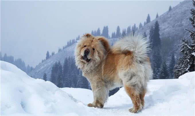 难忘的义犬蒙古獒