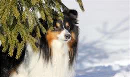 难忘的义犬蒙古獒