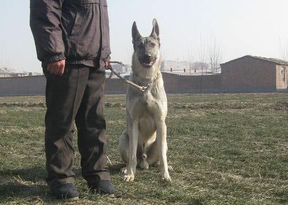请善待每一只优秀狼种犬—中华狼青