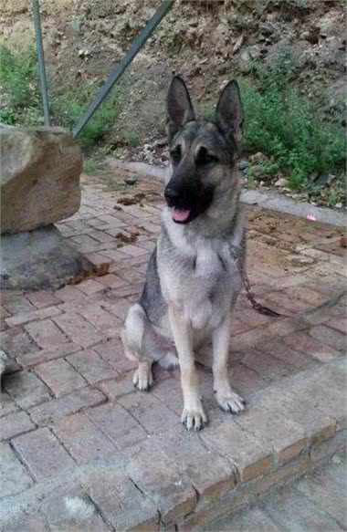 请善待每一只优秀狼种犬—中华狼青
