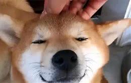 养狗久了才懂，狗狗用头拱人，不是在和你玩，而是在给你暗示