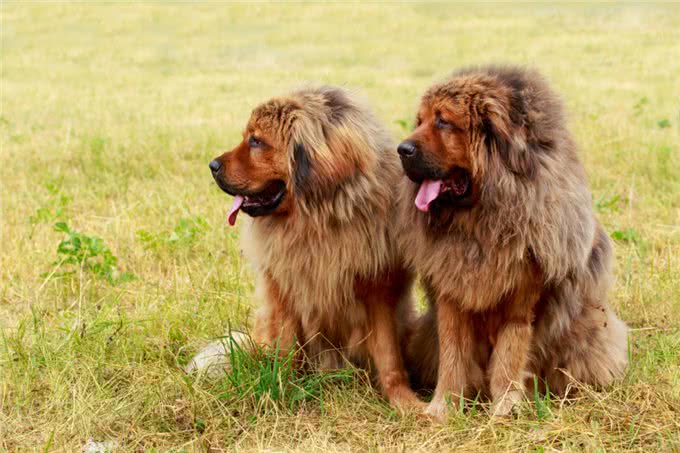 提醒!这些犬只,招远禁养!