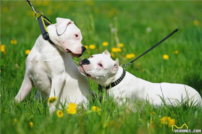 提醒!这些犬只,招远禁养!