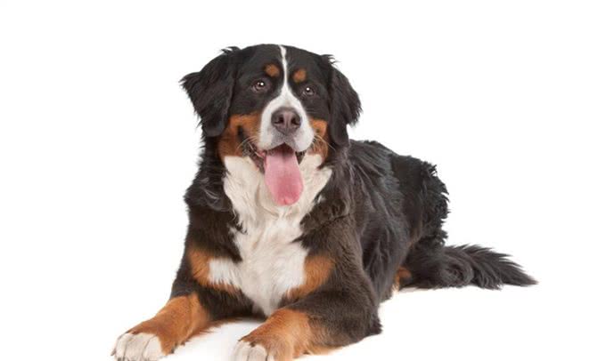 名犬鉴赏—伯恩山犬