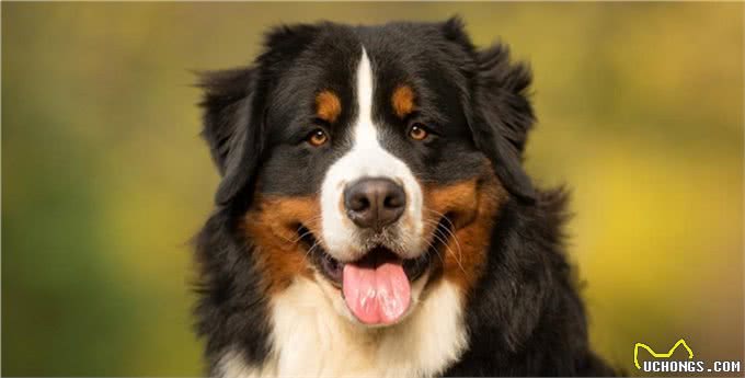 名犬鉴赏—伯恩山犬
