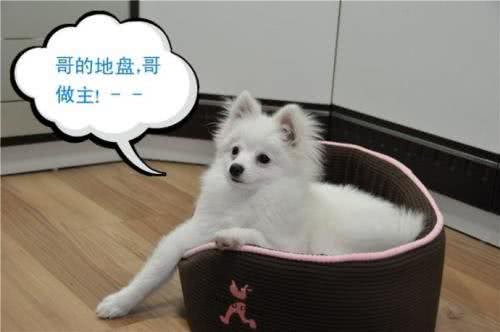 别看博美表面甜美，其实它背地里一堆奇怪癖好