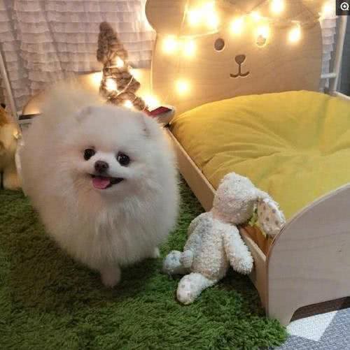别看博美表面甜美，其实它背地里一堆奇怪癖好