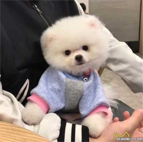 别看博美表面甜美，其实它背地里一堆奇怪癖好