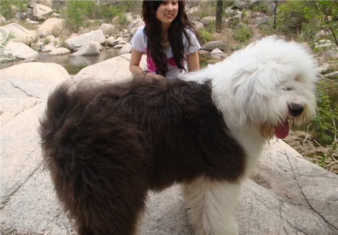 英国古代牧羊犬的的弱点竟在这里,了解它的生活习性更好的保护它