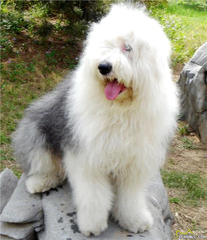 英国古代牧羊犬的的弱点竟在这里,了解它的生活习性更好的保护它