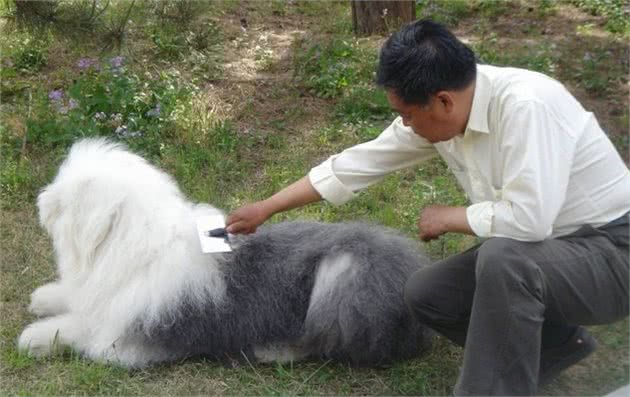 英国古代牧羊犬的的弱点竟在这里,了解它的生活习性更好的保护它