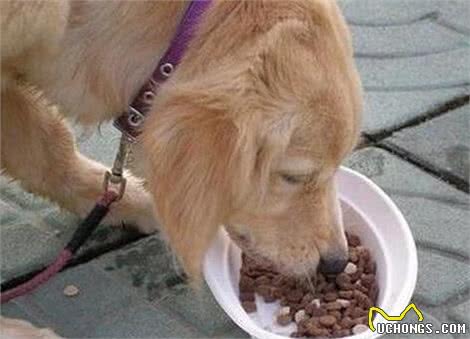 狗狗的营养不容小视，喂食时需注意的10个要点