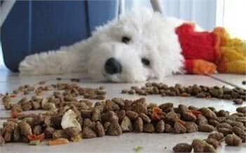 狗狗的营养不容小视，喂食时需注意的10个要点
