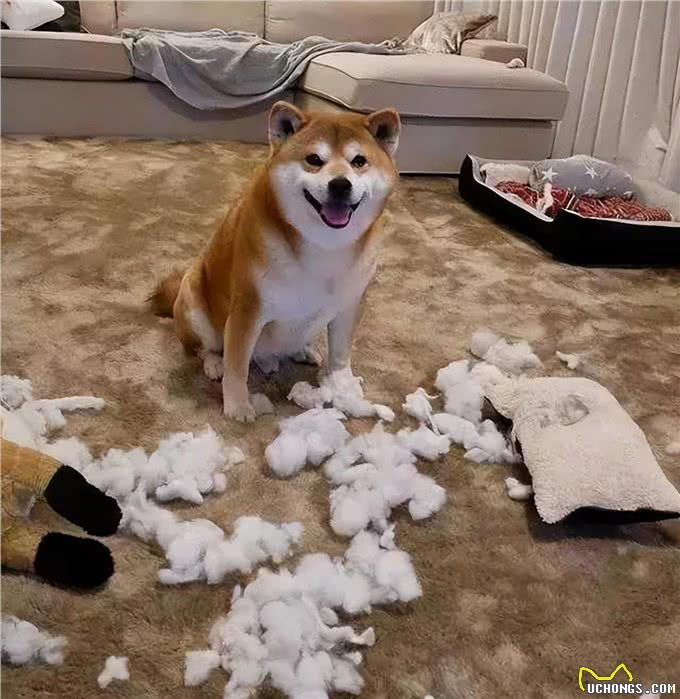 柴犬，一种出门就带不回家的狗