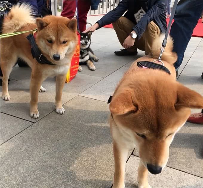 柴犬，一种出门就带不回家的狗