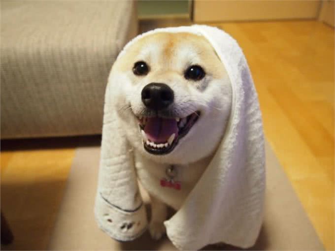 柴犬，一种出门就带不回家的狗